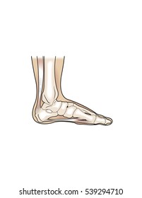 Cross section of a human foot, showing bones and tendons