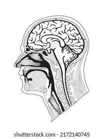 Cross Section Human Head Stock Vector (Royalty Free) 2172140745 ...