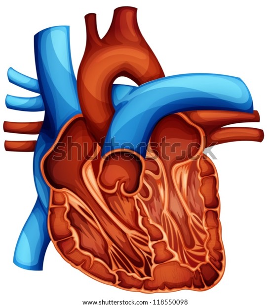 Cross Section Human Heart Stock Vector (Royalty Free) 118550098