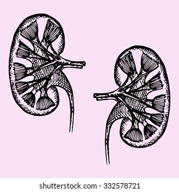 cross section of human kidneys, doodle style, sketch illustration, hand drawn, vector