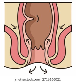 Cross Section of Human Rectum and Anus Anatomy with Sphincter Muscle, Medical Flat Design Illustration