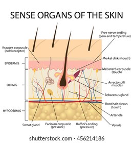 cross section human skin. Pressure, vibration, temperature, pain and itching are transmitted via special receptory organs and nerves.