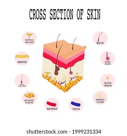 Cross section of Human skin.Layered epidermis with hair follicle, squamous ,basal cells,adipose tissue,Krause end bulbs,nerve,blood ,Merkel disks,artery,vein,sweat gland,pacinian corpuscle, matrix.