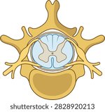 Cross section of human spinal cord and vertebra showing nerves and meninges with nervous system vertebral column herniated disc medical education white matter gray matter vertebra healthcare