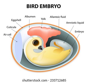 Cross section illustration of bird embryo inside egg. Bird Anatomy. full legend