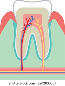 Ilustración de corte transversal para la explicación de dientes