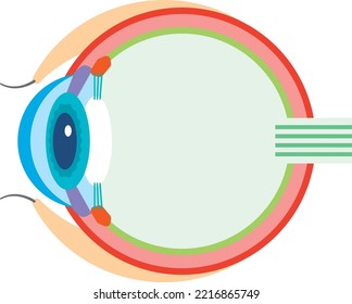 Ilustración de sección transversal de un globo ocular