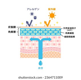 Cross section illustration of healthy skin. Translation: Healthy skin, Dry skin, Allergen, Ultraviolet light, Sebum, Ceramide, Moisture, NMF, Corneocytes, Intercellular lipids