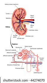 Cross section of kidney and diagram of nephron -- labeled