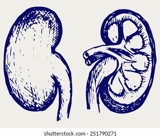 Cross section kidney. Doodle style