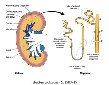 loop of henle kidney