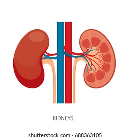 Cross Section Of Kidneys, Human Internal Organ Diagram, Physiology, Structure, Medical Profession, Morphology, Healthy