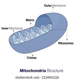Cross section of labelled mitochondria in white background 