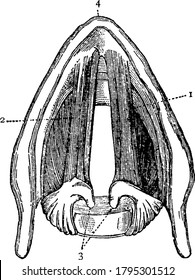 Cross section of the larynx above the vocal cords, with the parts, 1: right vocal cord. 2: left vocal cord. 3: cartilages to which the vocal cords are attached behind and 4: front edge of the larynx,