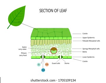 39,684 Cross section of the leaf Images, Stock Photos & Vectors ...
