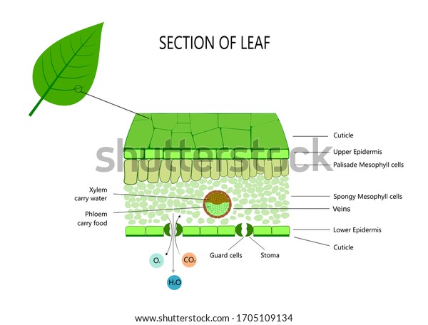 Cross section of\
leaf , diagram of\
structure