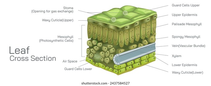 cross section of a leaf vector. Micro level parts of leaf. Botany and its branches students study material. Anatomy and cross section image. realistic Illustrated guide to anatomy of a leaf.