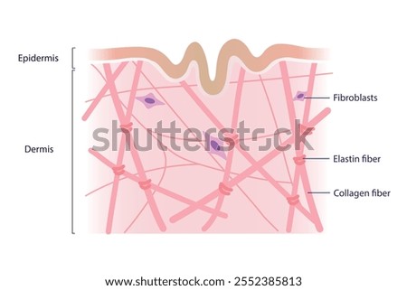 Cross section of low density of collagen, elastin fibers and fibroblasts in the dermis layer vector illustration on white background. Formation of aging and wrinkled. Skin care and beauty concept.