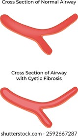 Cross Section of Normal Airway Science Design Vector Illustration Diagram