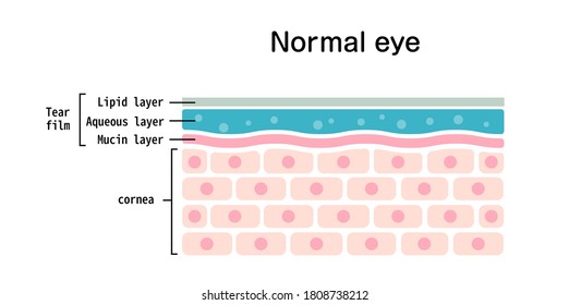 Sección transversal de la superficie ocular normal. ilustración vectorial plana