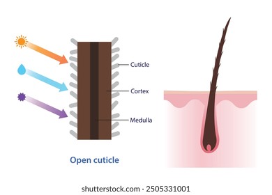 Cross section of open hair cuticle vector illustration. Structure of damaged, dry, frizzy hair on scalp layer caused by uv, heat, moisture and toxic product. Hair care and anatomy concept.