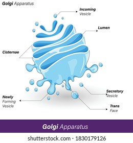 labelled diagram of golgi apparatus