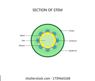 Cross section of a plant stem, dicot.botanical vector illustration for for biological, science, and educational use.