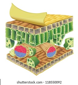 Cross Section Of Plant Vascular Tissue