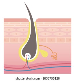 Cross section of pore and skin.  Pale colored illustration in flat cartoon style.