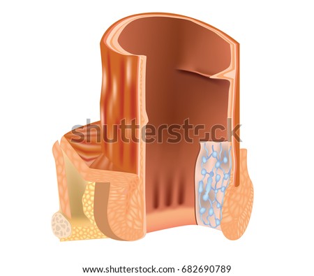 Cross section of the rectum and anal canal. Anatomy of rectum.