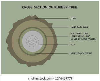 Cross section of rubber tree , vector