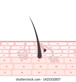 Cross Section Skin Illustrations Sebaceous Glands Stock Vector (Royalty ...