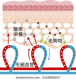 Cross Section Of The Skin. 

Translation: 
Oxygen. Nutrition. Waste. Capillaries.