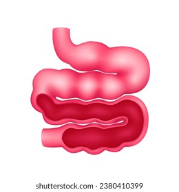 Sección transversal del intestino delgado modelo de anatomía interna de órganos humanos aislado en un fondo blanco. Concepto de medicina y ciencia. Ilustración vectorial de icono 3D. Para anuncios sobre atención médica.