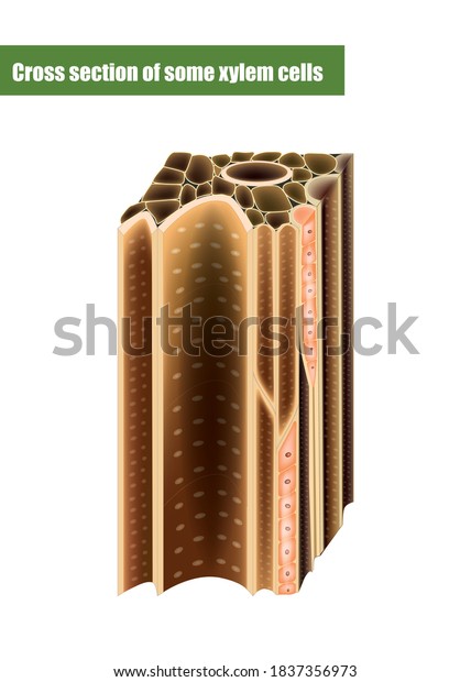 Cross section of some xylem cells. Xylem\
is a type of transport tissue in vascular\
plants.
