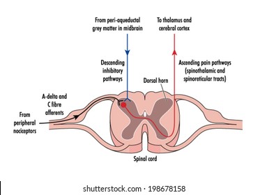 Cross section of spinal cord