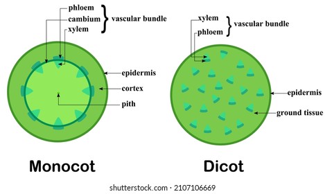 Cross section of a stem.Structure of dicot and monocot plants.Diagram and infographic.Biology and science.Botany and tree concept.Cartoon vector illustration.Flat design.