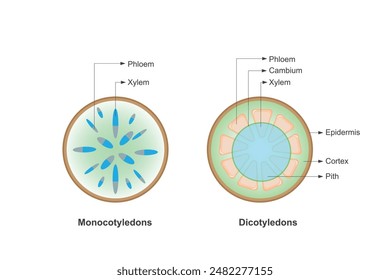 Cross section of a stem.Structure of dicot and monocot plants.Biology and science.Botany and tree concept. vector illustration.