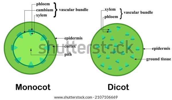 Cross section of a\
stem.Structure of dicot and monocot plants.Diagram and\
infographic.Biology and science.Botany and tree concept.Cartoon\
vector illustration.Flat\
design.