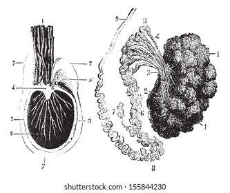 Cross section of the testis, epididymis and tunica vaginalis, vintage engraved illustration. Usual Medicine Dictionary by Dr Labarthe - 1885.