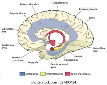 Cross section through the brain showing the limbic system and all related structures