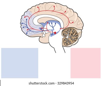 Cross Section Through The Brain Showing The Dopamine And Serotonin Pathways Affection Mood, Memory, Sleep, Pleasure, Reward And Compulsive Behaviour.