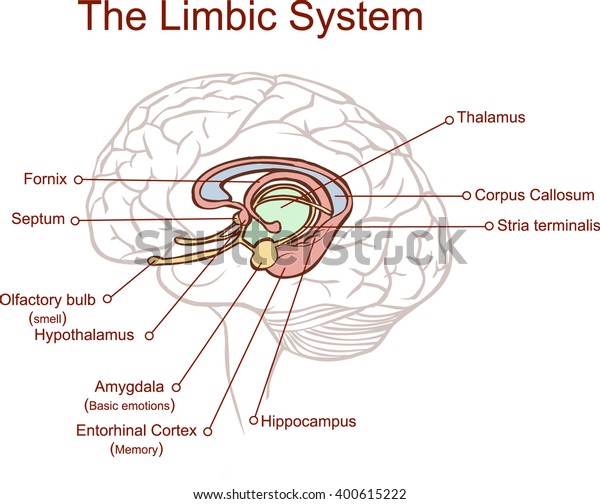 Cross section through the brain showing the\
limbic system and all related\
structures