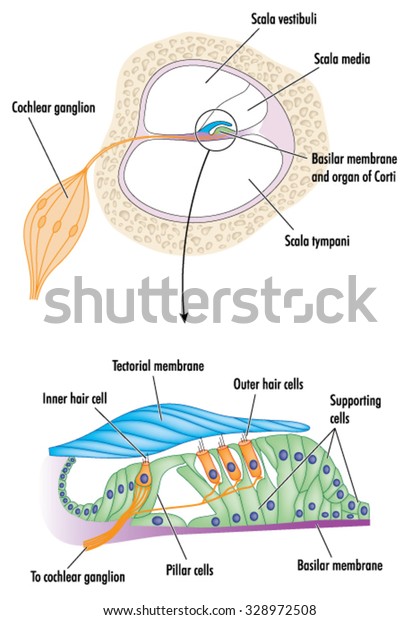 Cross section through the cochlea of the ear\
with detail of the organ of Corti, showing the tectorial membrane\
and cells responsible for\
hearing.