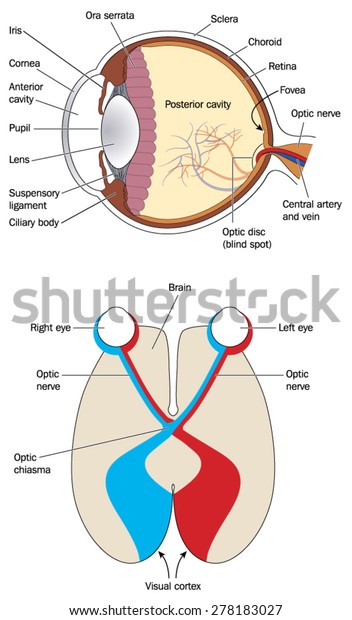 Cross section\
through eye and brain, showing optic nerve, optic chiasma and\
visual cortex. Created in Adobe Illustrator.  Contains\
transparencies and gradients.  EPS\
10.