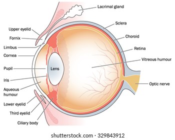 Cross section through the eye and eyelids, including the lacrimal gland and third eyelid.