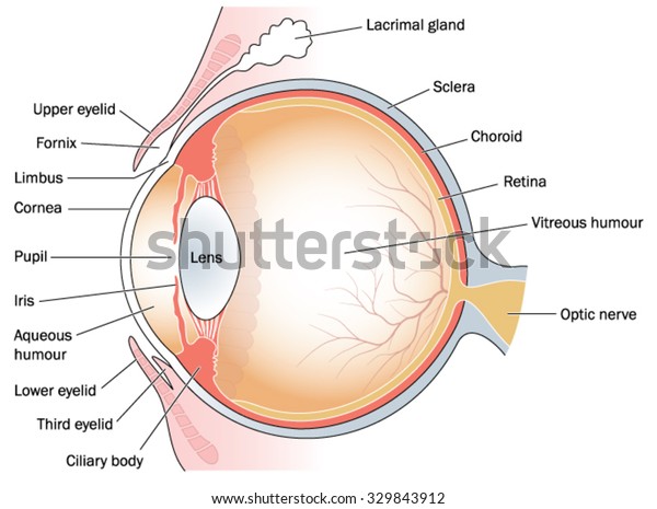 Cross section through the eye and\
eyelids, including the lacrimal gland and third\
eyelid.