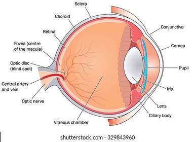 Cross section through the eye showing the major structures, chambers and muscle attachments.