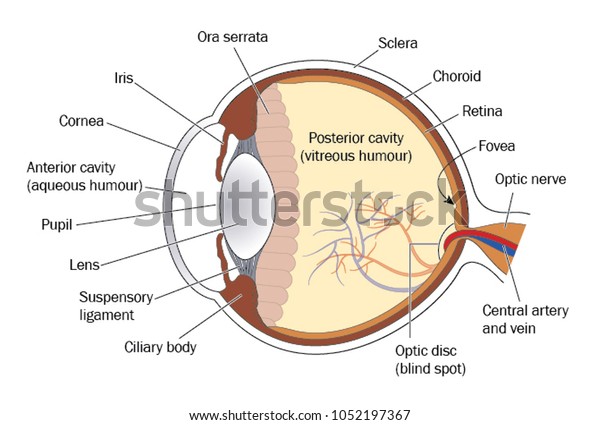 Cross section through the eye, showing the lens,
retina and optic nerve.