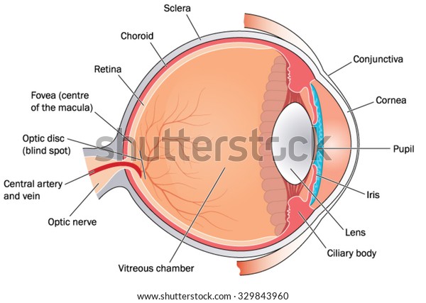 Cross Section Through Eye Showing Major Stock Vector (Royalty Free ...